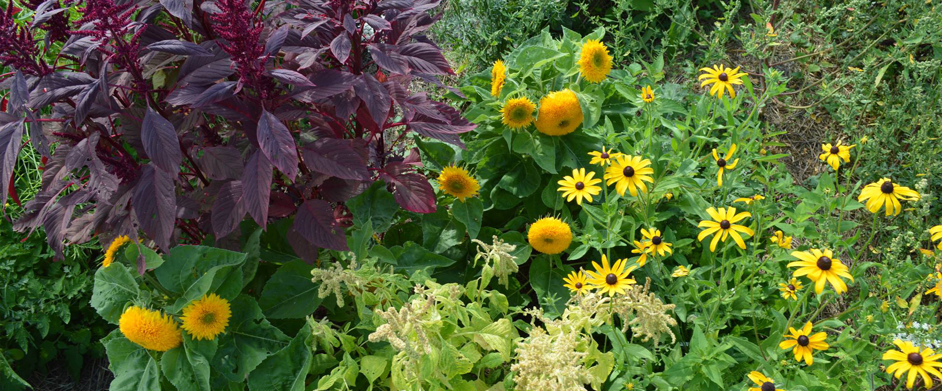 Burgundy amaranth and yellow flowers growing together in a lush Living Landscapes garden.