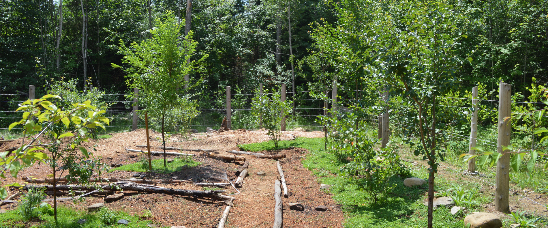 Orchard plantings meet a woodland edge, with paths and mulched beds between young trees.