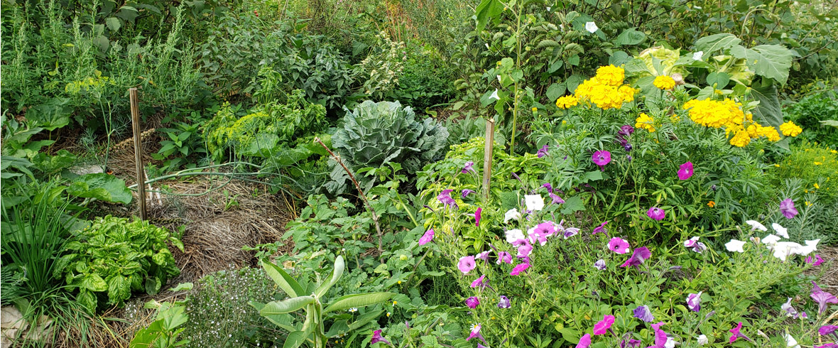 Flowers and diverse garden plantings beside an access path.